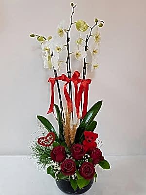 Ankara Balgat Orkide Sipari�i