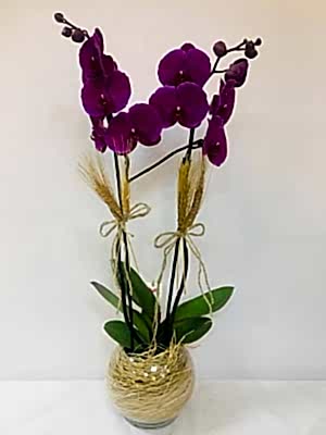 Ankara �ankaya Orkide Siparisi