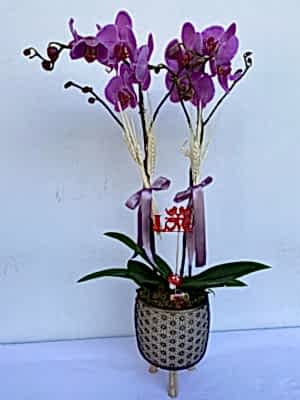 Ankara Orkide G�nder