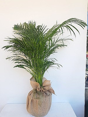 Areka  Saksi  �i�egi