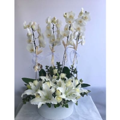 Orkide Kazablanka G�l Aranjman