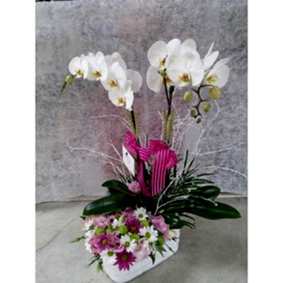 Beyaz Orkide K�r �i�ek Aranjman