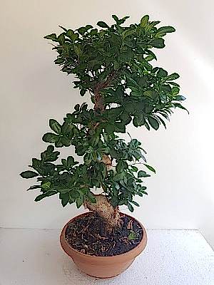 Bonsai  A�ac�