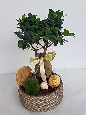 Bonsai Makam �i�ekleri