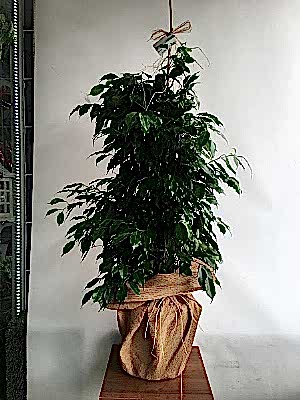 B�y�k Benjamin �i�e�i