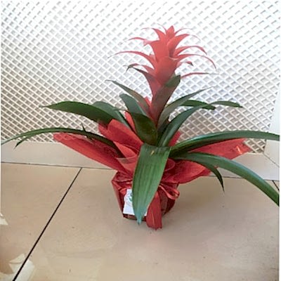Guzmania  Saksi  �i�ek