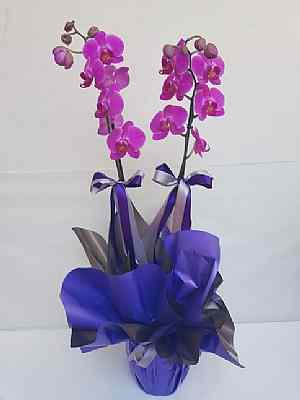 Ikili  Mor  Orkide