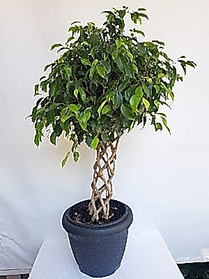 Kafes  �rg�l�  Benjamin