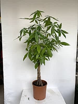 Pachira  Saksi �i�egi