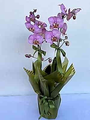 Pembe Benekli Orkide