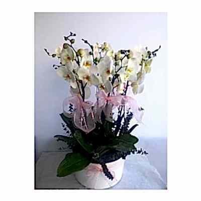 Seramikte 6 Dal Beyaz Orkide