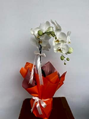 Tekli  Beyaz Orkide
