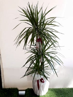 ��l�  Dracena  Marginata