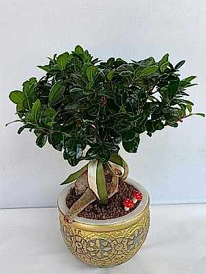 Vazoda  B�y�k  Bonsai
