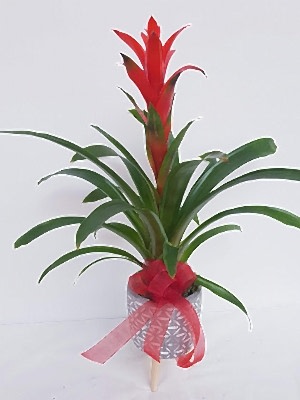 Vazoda Guzmania �i�e�i