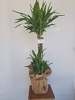 Yuka  Saks� �i�ek